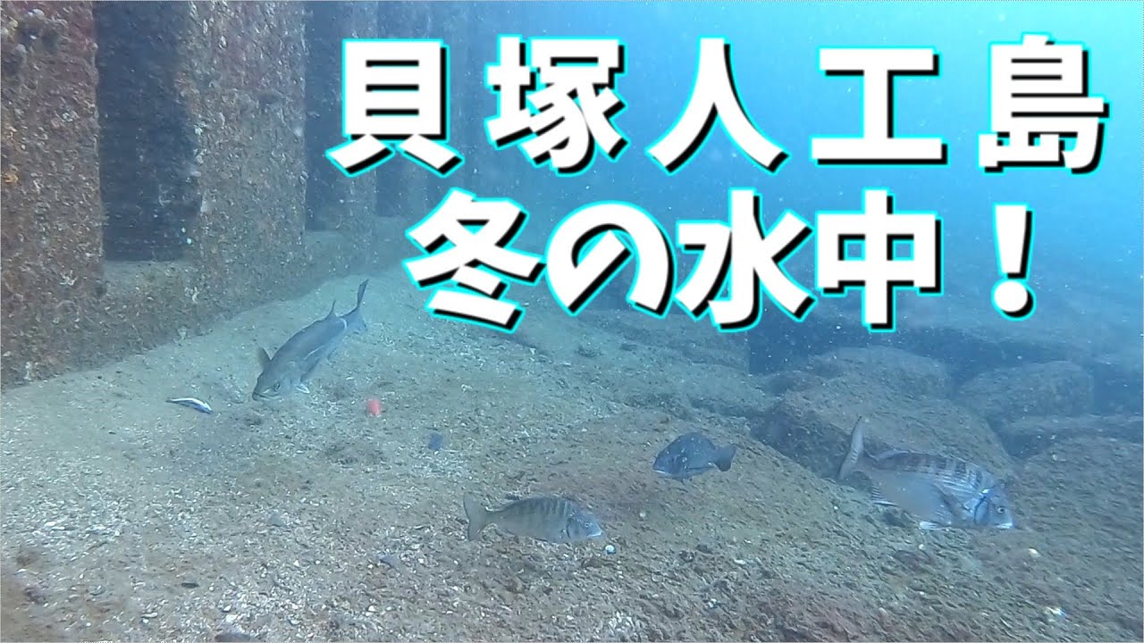 【2024年初動画！】大阪の釣り場  貝塚人工島プール  冬の水中映像  No.371
