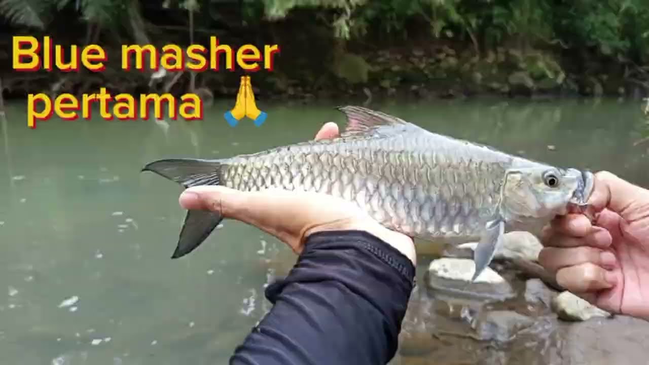 Pertama kali Casting ikan masher‼️#streamfishing #masher 