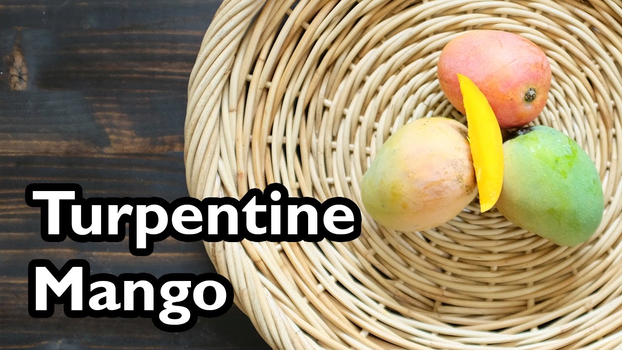 Truly Tropical Mango Varieties- 'Turpentine'