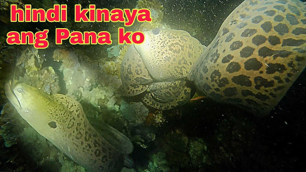 ep349 ahas dagat hindi kinaya ang Pana ko.night spearfishing Philippines.