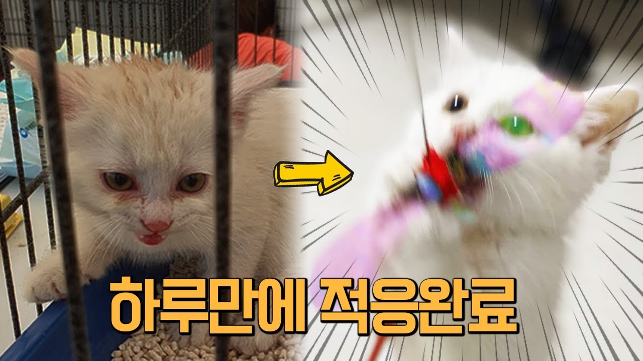 붙임성 최강 유기묘 입양했습니다 [고양이 자니/입양VLOG]
