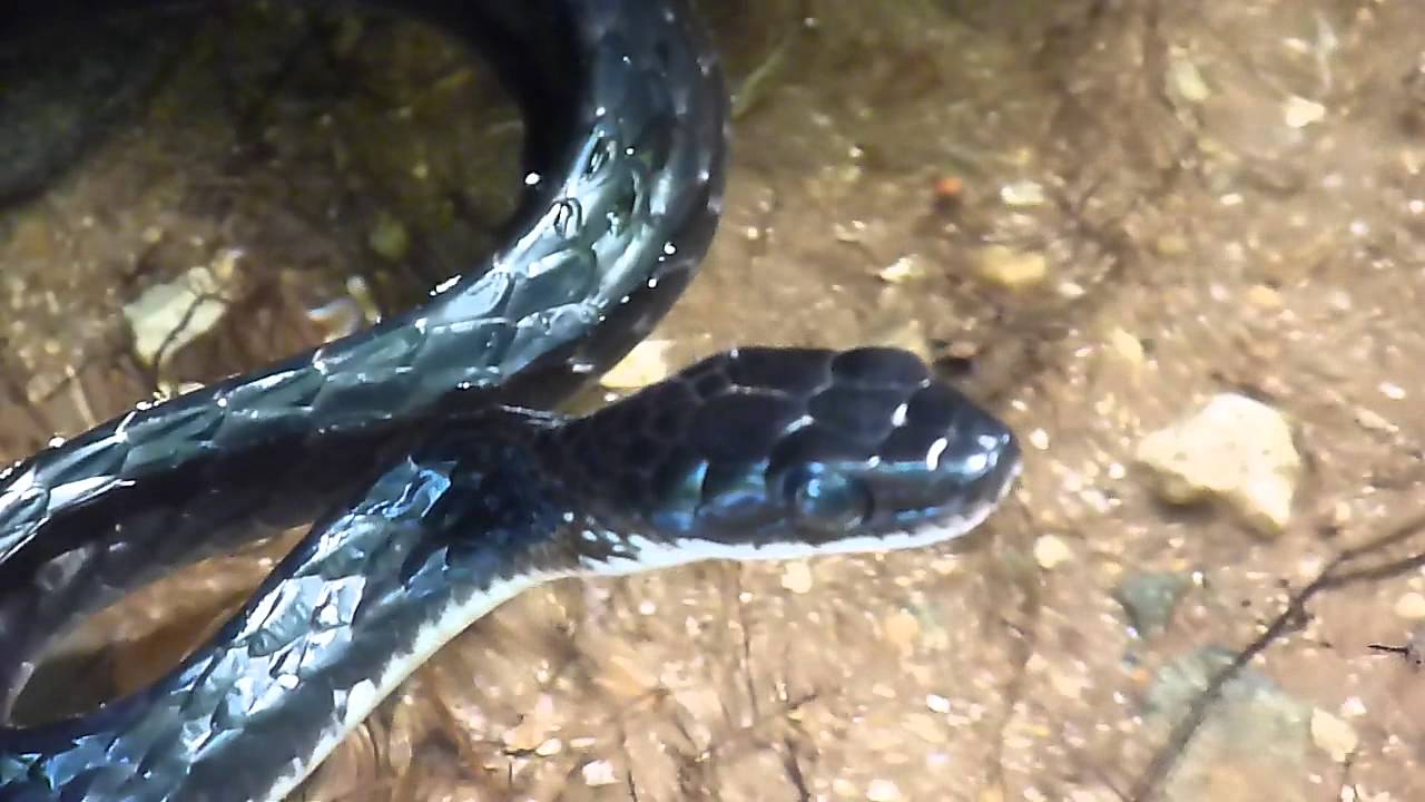 Chironius grandisquamis (Shiny whipsnake - tamagaz negro, serpiente de látigo negra) Video 02