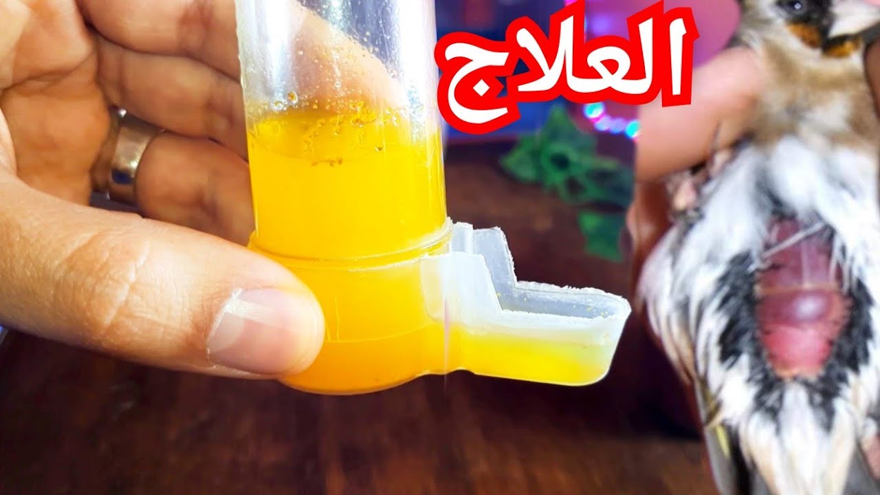 أقوى علاج طبيعي للكبد عند #الحسون و#الكناري فعال لجميع أنواع الطيور #canaris#