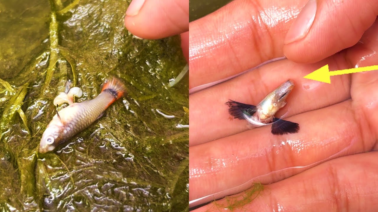 😭 My Pregnant Guppy DIED Giving Birth… Then Something ATTACKED My Male Guppy!