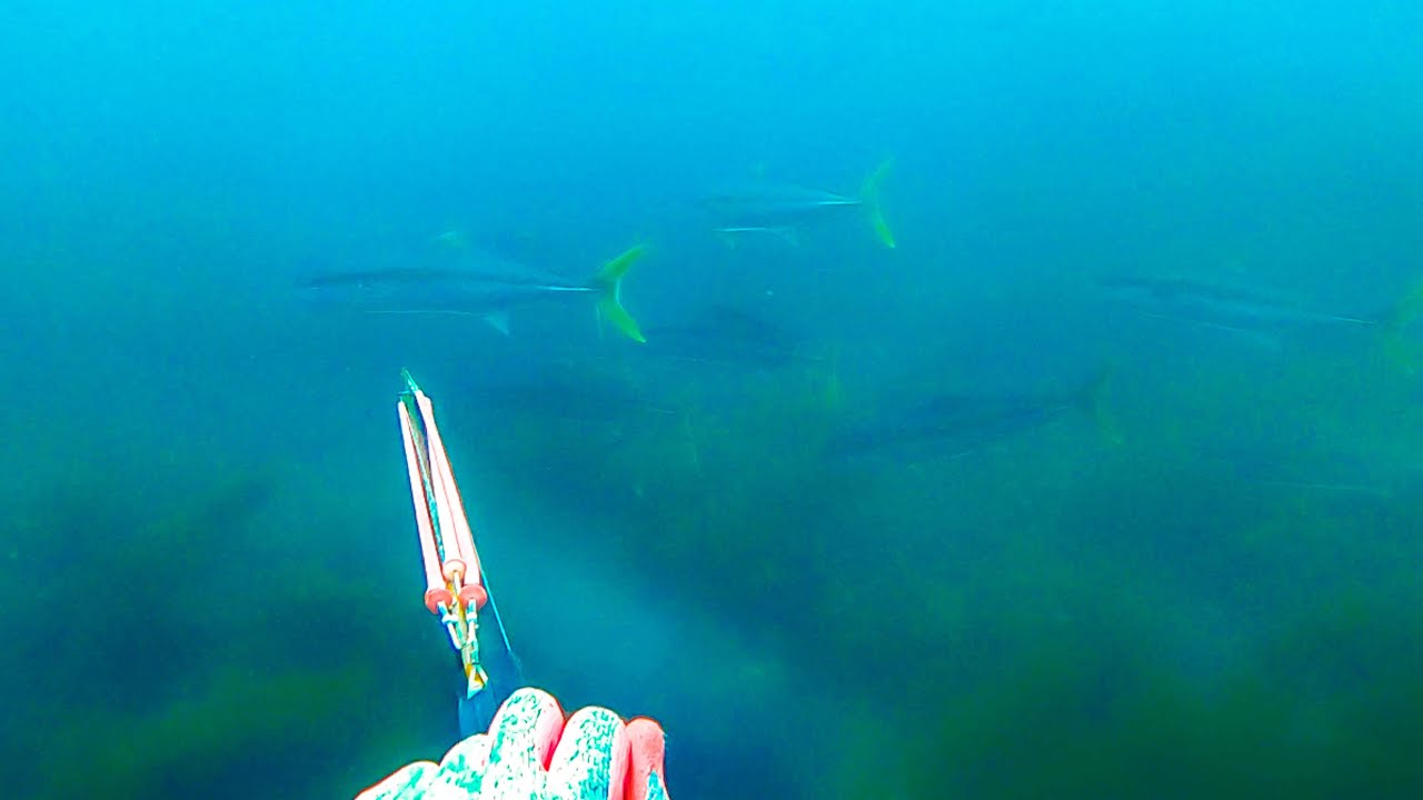 Kangaroo Island Pt 3 Insane Spearfishing & Feeding Koalas (Fish Wraps)