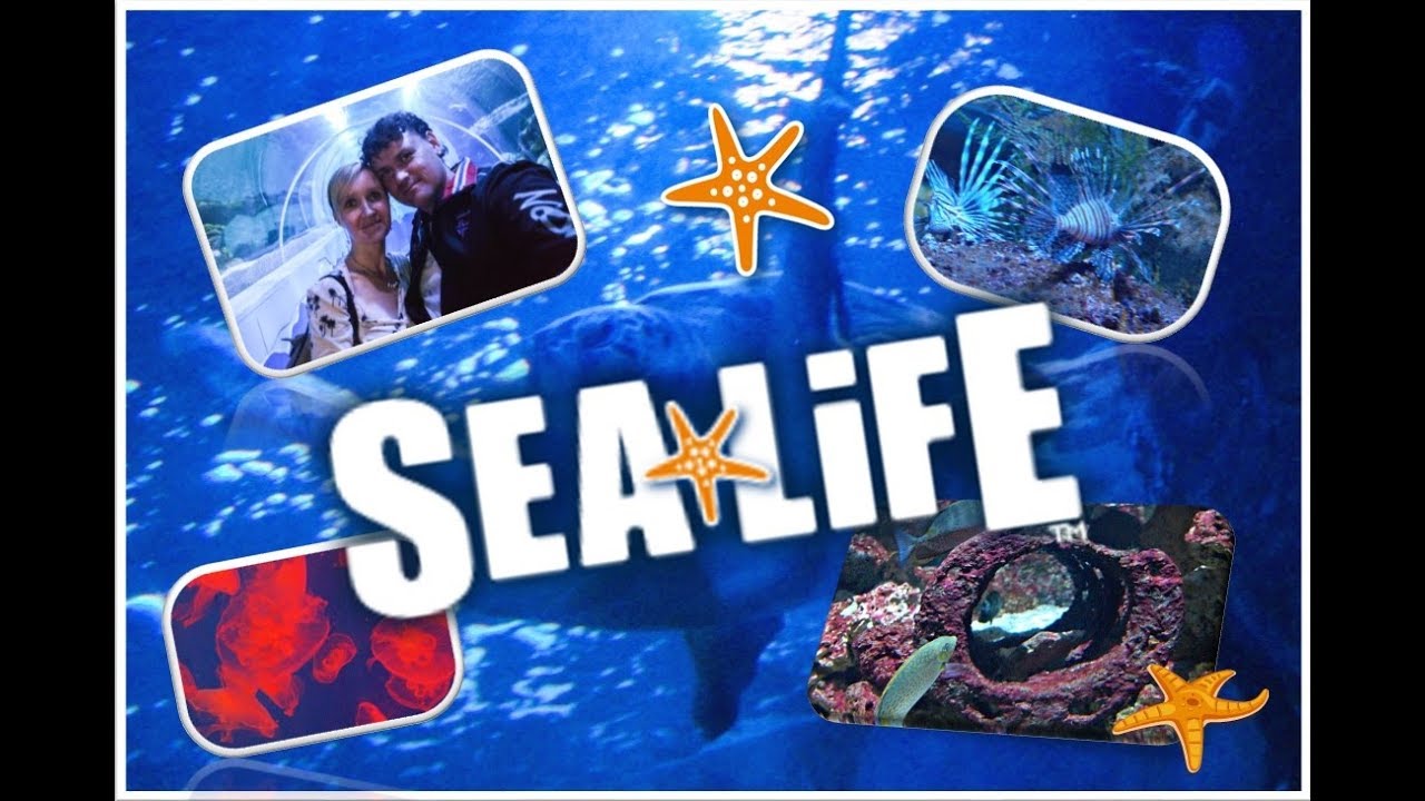 Under the Sea: Sea Life Scheveningen NL