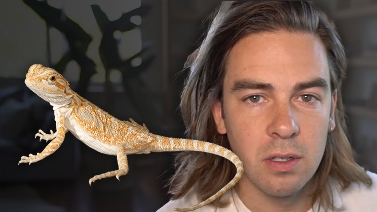 What happened to my lizard?