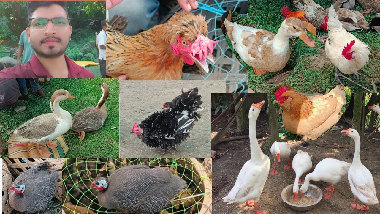 আজকে বাজারে গিয়ে এগুলো কি কি দেখলাম 🪿🥰🦆 #duckling #duck #birds #petvlog #newvlog #hen 