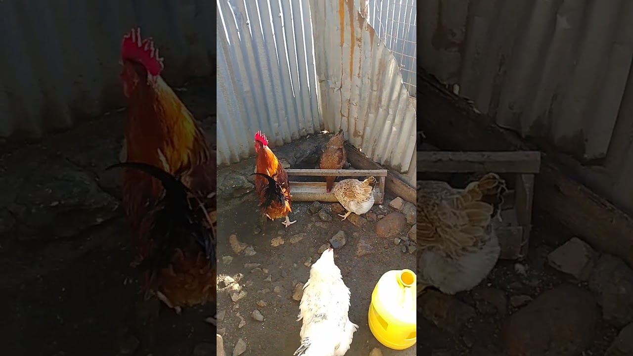 Nothing beats poultry farming