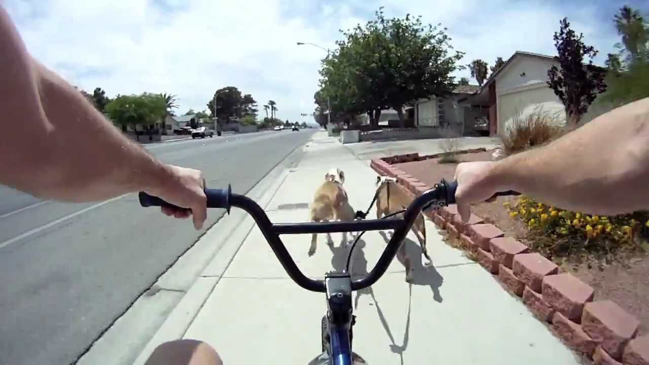 Pit Bull powered bicycle
