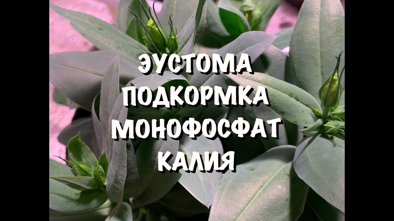 🌺ЭУСТОМА🌺ПОДКОРМКА🌺МОНОФОСФАТ КАЛИЯ🌺