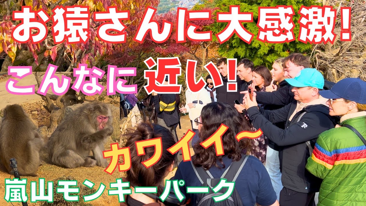🐒すぐ近くを歩くお猿さんや🙉小猿の餌やり体験に外国人観光客は大喜び‼️＝Monkey park 🐒Arashiyama Kyoto Japan