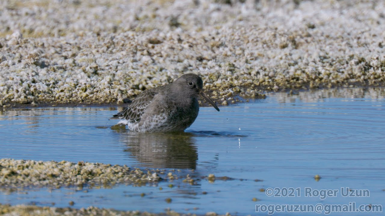 HDObservations : Purple Sandpiper (4K UHD)