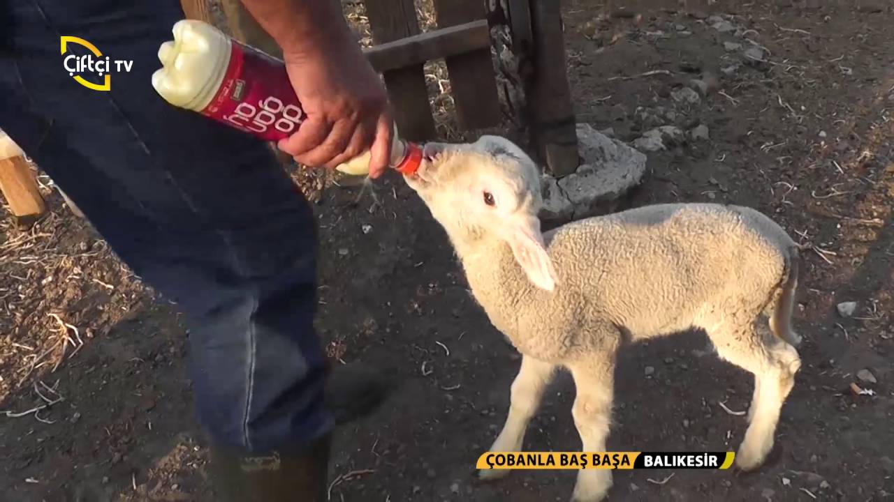 Çobanla Baş Başa-Emekli Öğretmenin Koyun Çiftliği