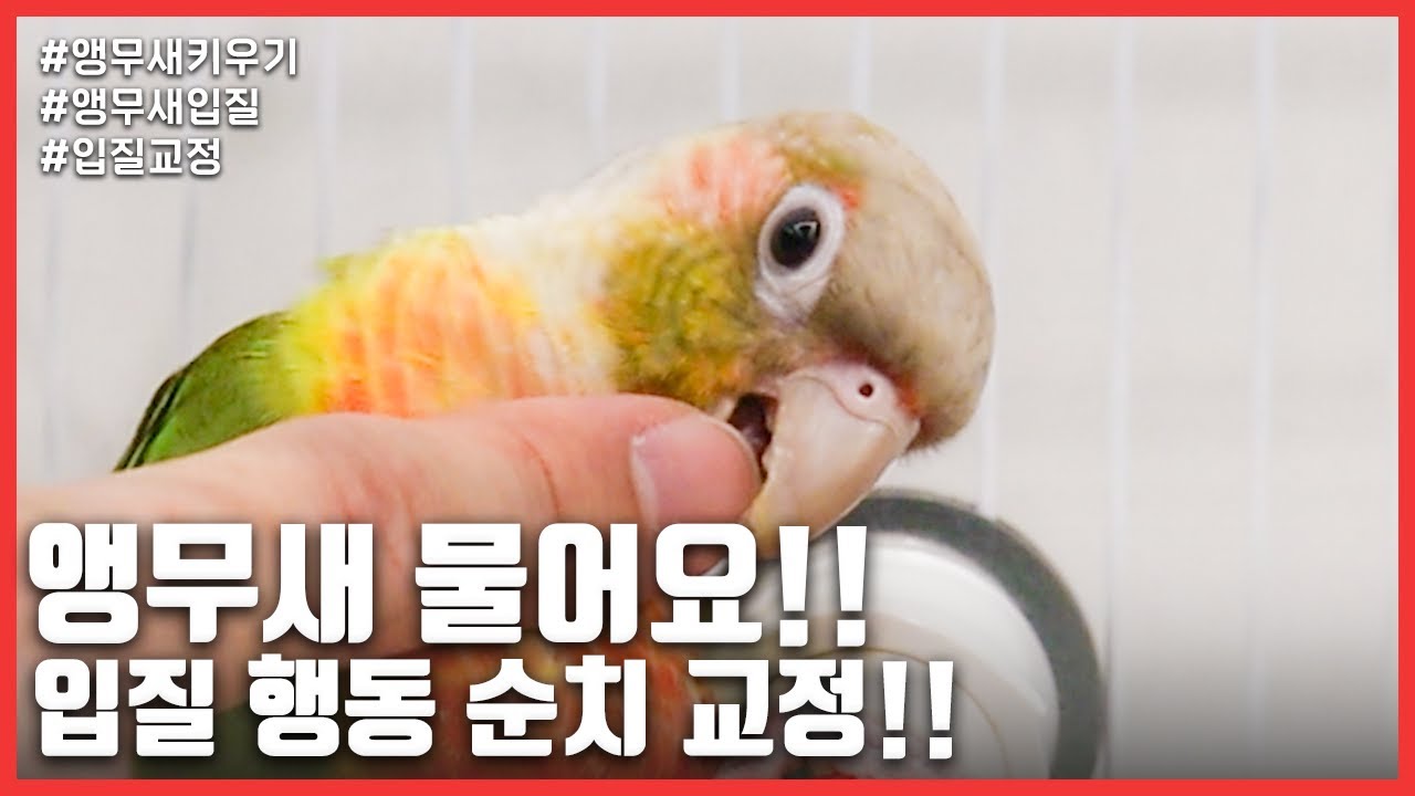 [앵무새키우기] 앵무새 물어요!! 입질 행동 순치 교정!!