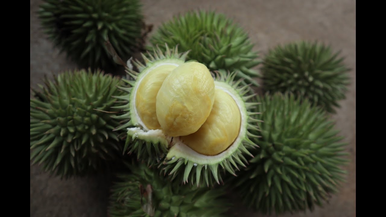 Mahrawin hamak (Durio oxleyanus)  varietas unggul teregister
