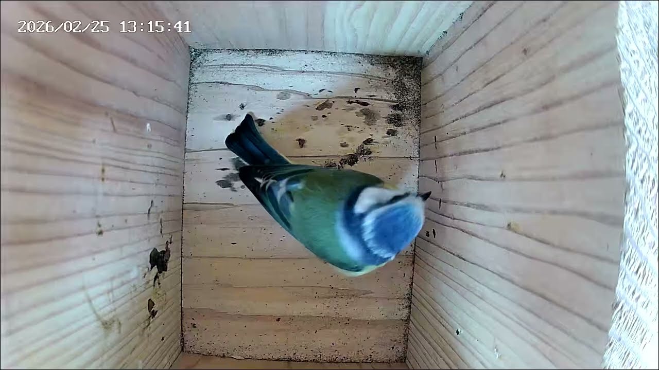 Blue tit enters the nest box