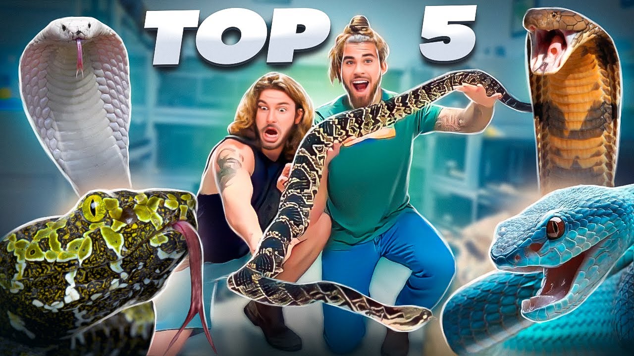 TOP 5 VENOMOUS SNAKES! With @ChandlersWildLife