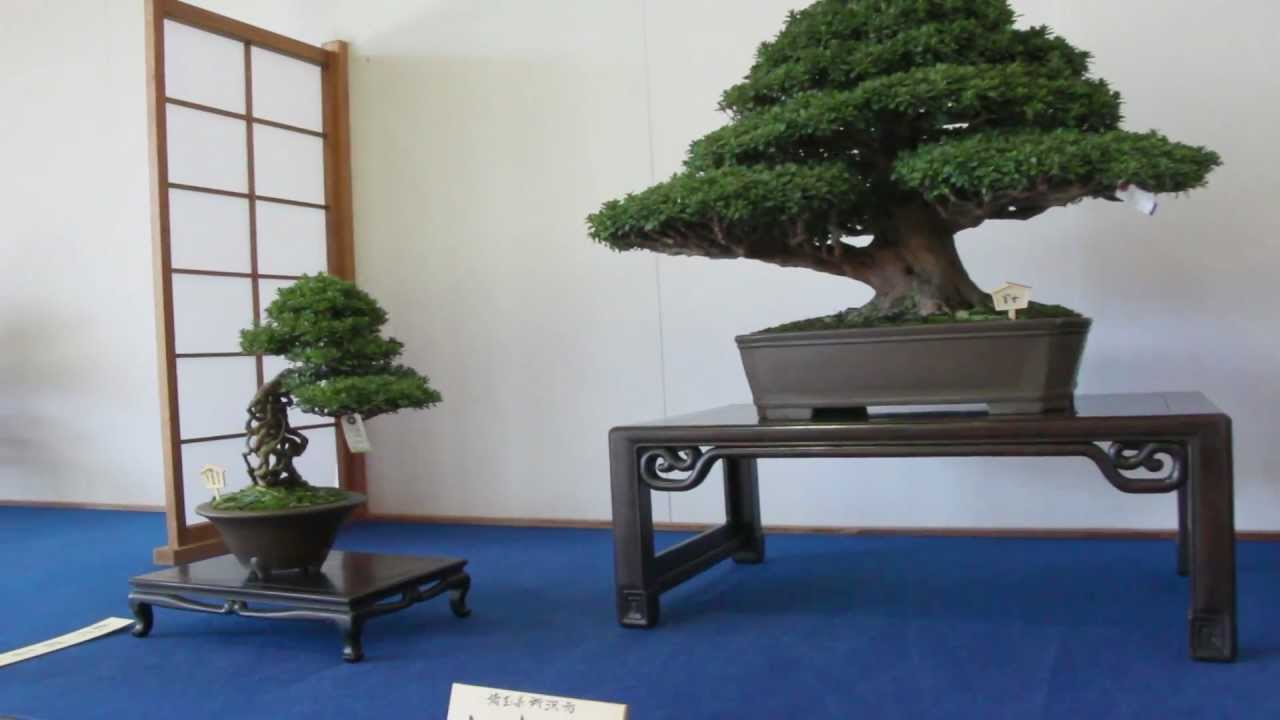 Satsuki Azalea Bonsai autumn exhibition / Kanuma Satsuki Association