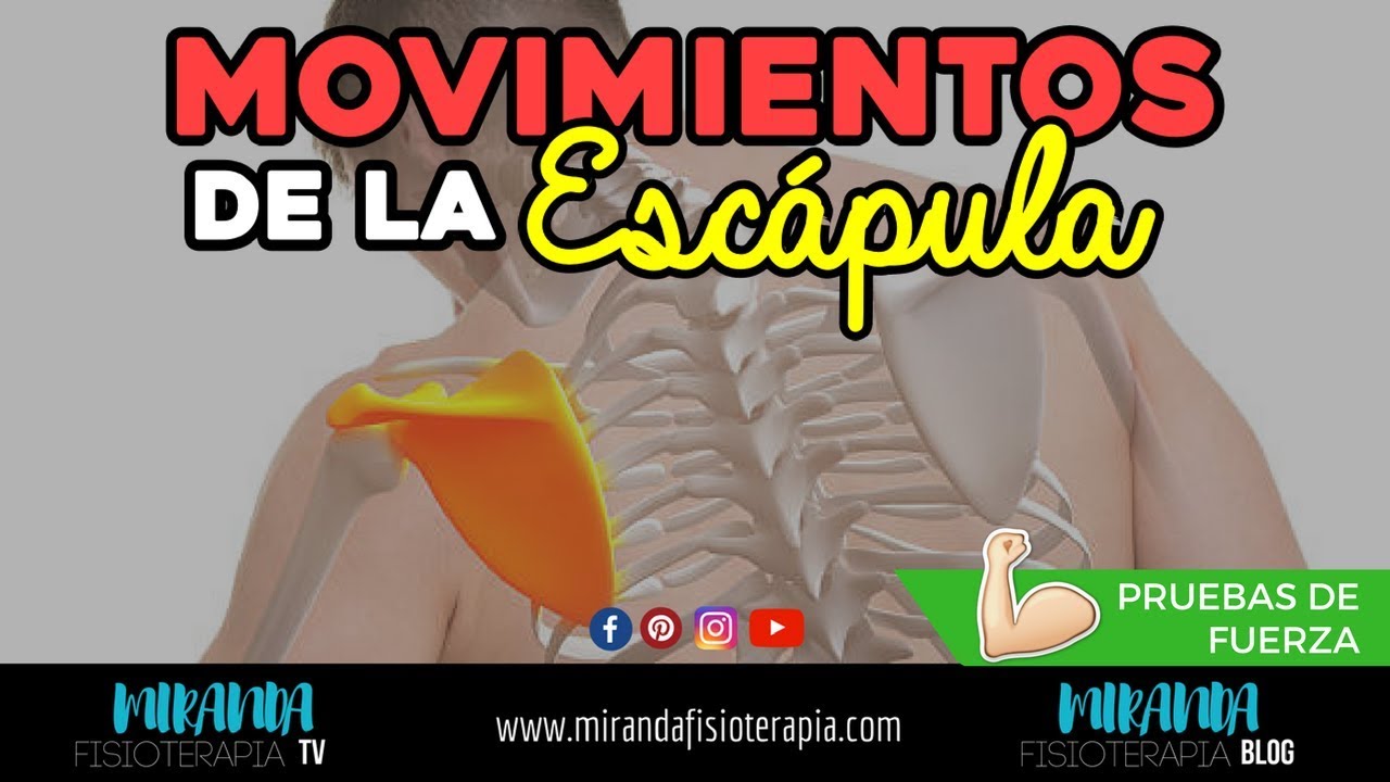 MOVIMIENTOS DE LA ESCÁPULA | PRUEBAS DE FUERZA | Miranda Fisioterapia BLOG