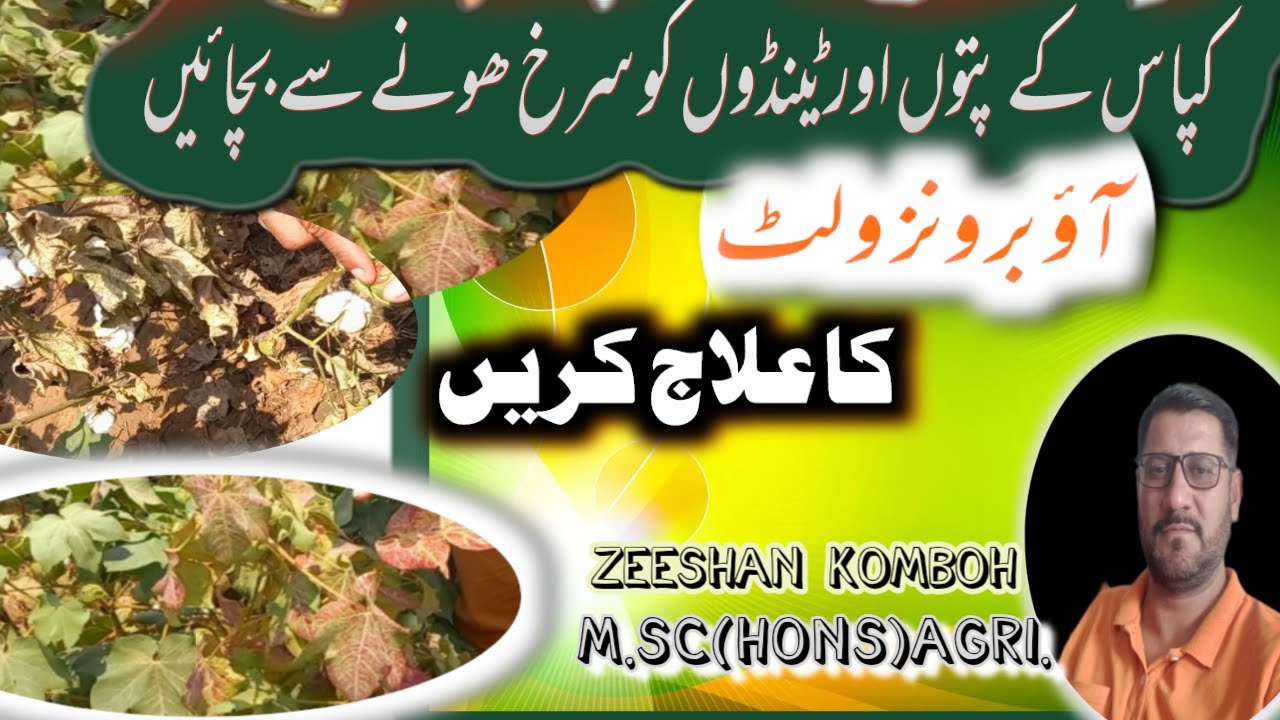 Let's Control Bronze Wilt