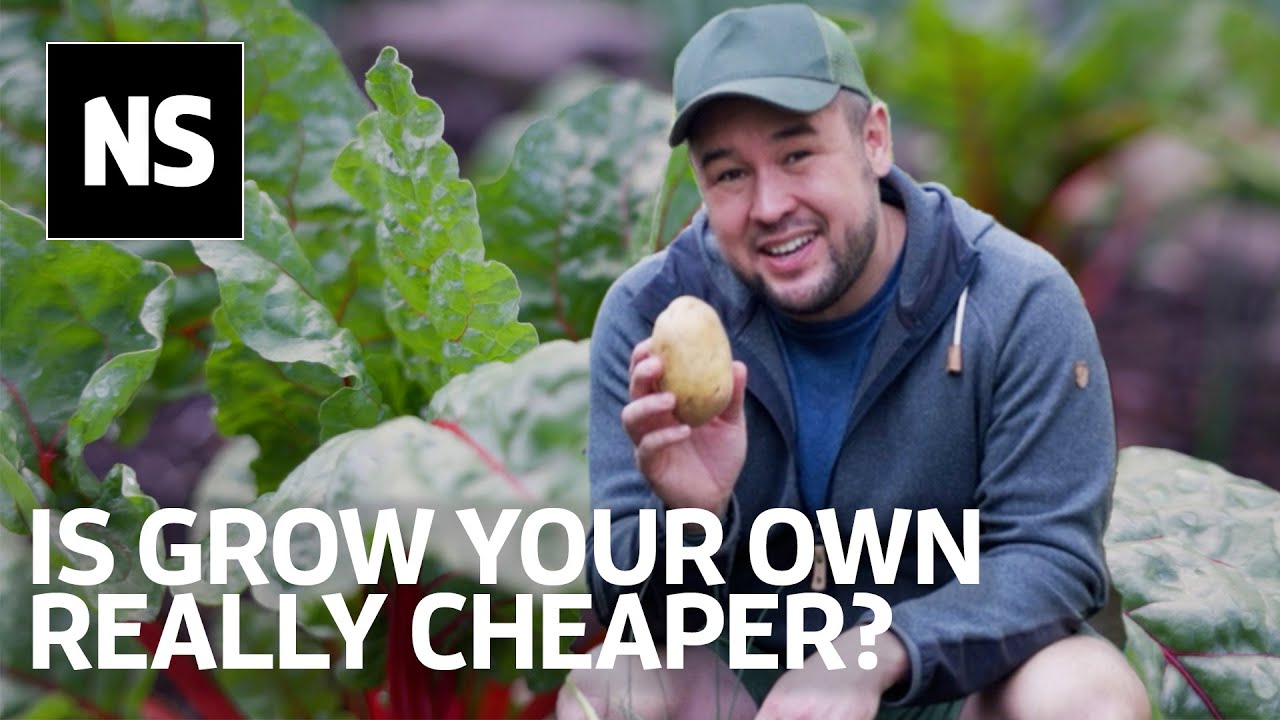Is it really cheaper to grow your own fruit and vegetables?