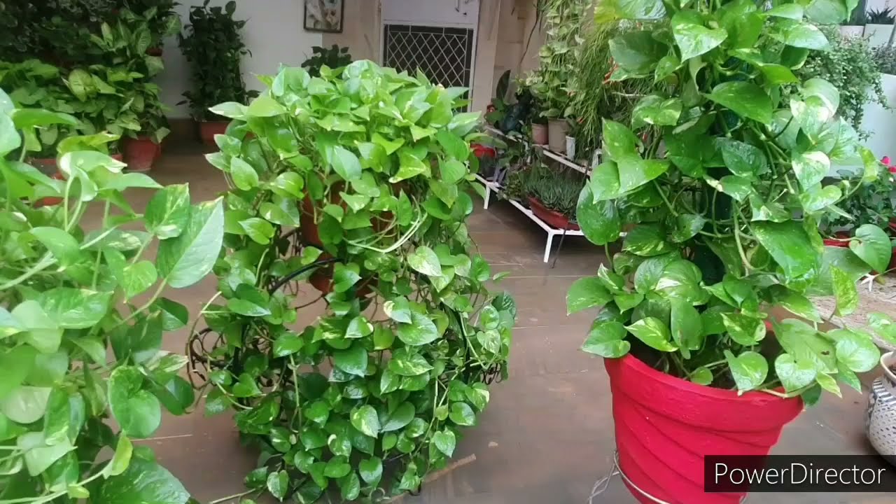 3 Mantras to get Money Plant green healthy & bushy