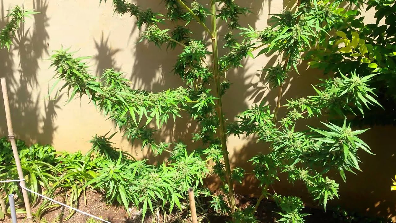 Outdoor garden cannabis grow 2016