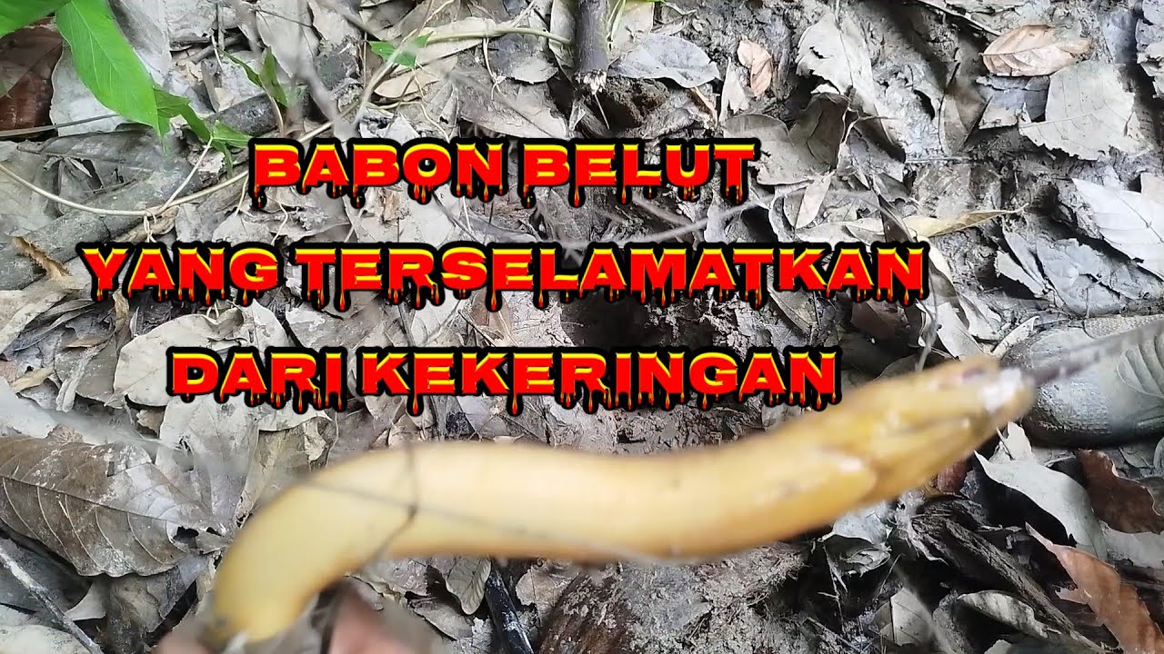 Spot mengering banyak belut terjebak dalam lumpur #mancing #belutbabon #fishing