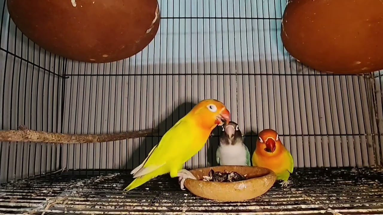 My African Lovebirds Went Crazy Over Sunflower Seeds 🌻😂 They Even Broke My Camera