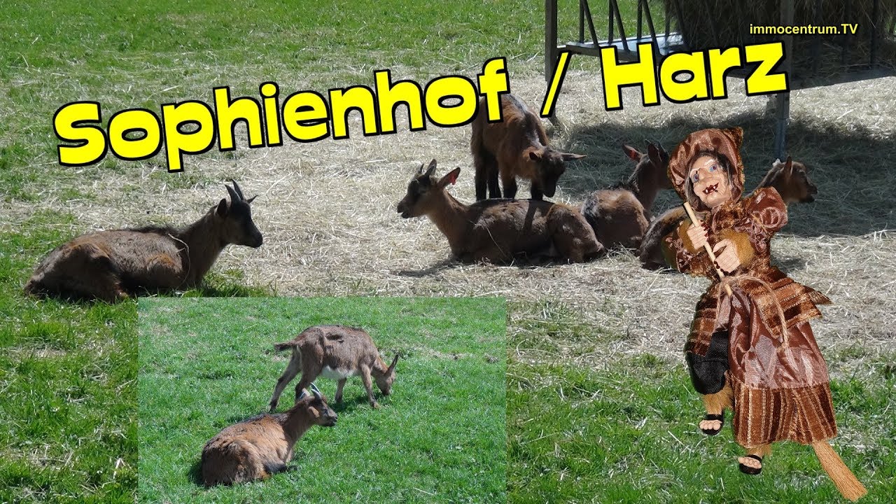 HARZ ! Sophienhof im Harz/Ziegenalm * Sophienhof im Harz per Video * Landschaftlich toll im Südharz