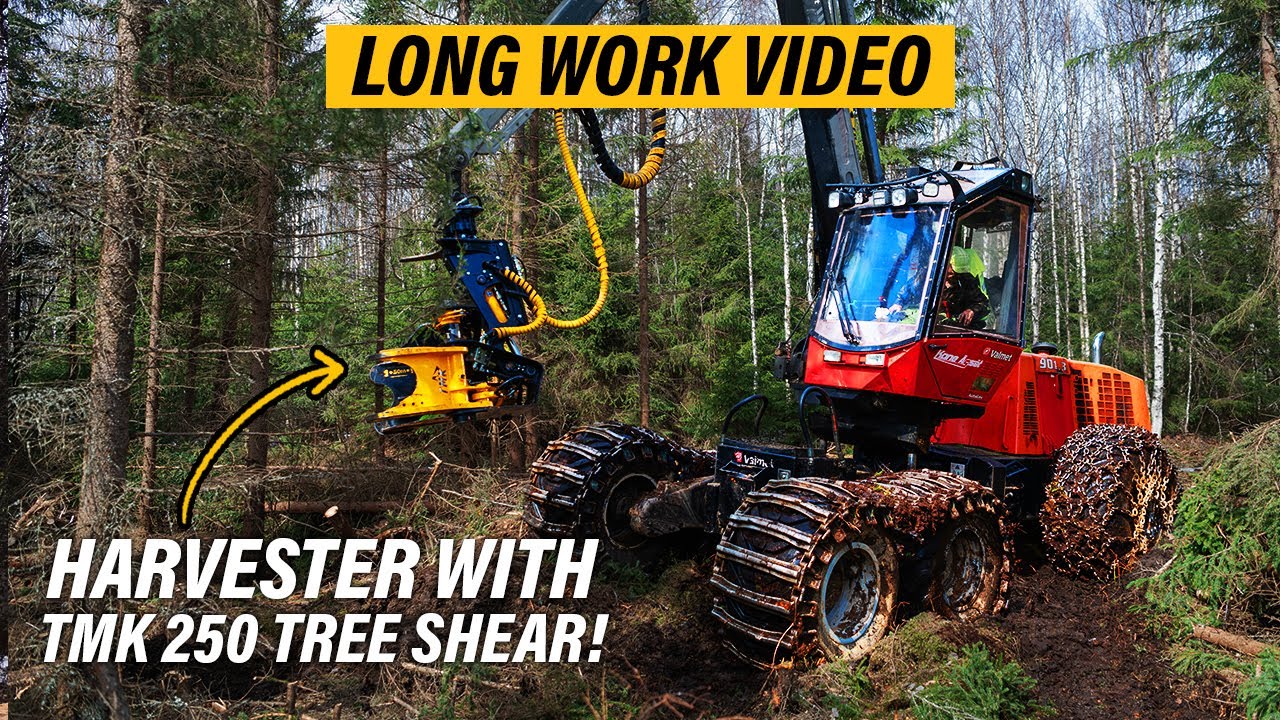 Tree Shear on a Harvester!? - TMK 250 & Valmet 901.3 Long Working Video From Thinning Site.