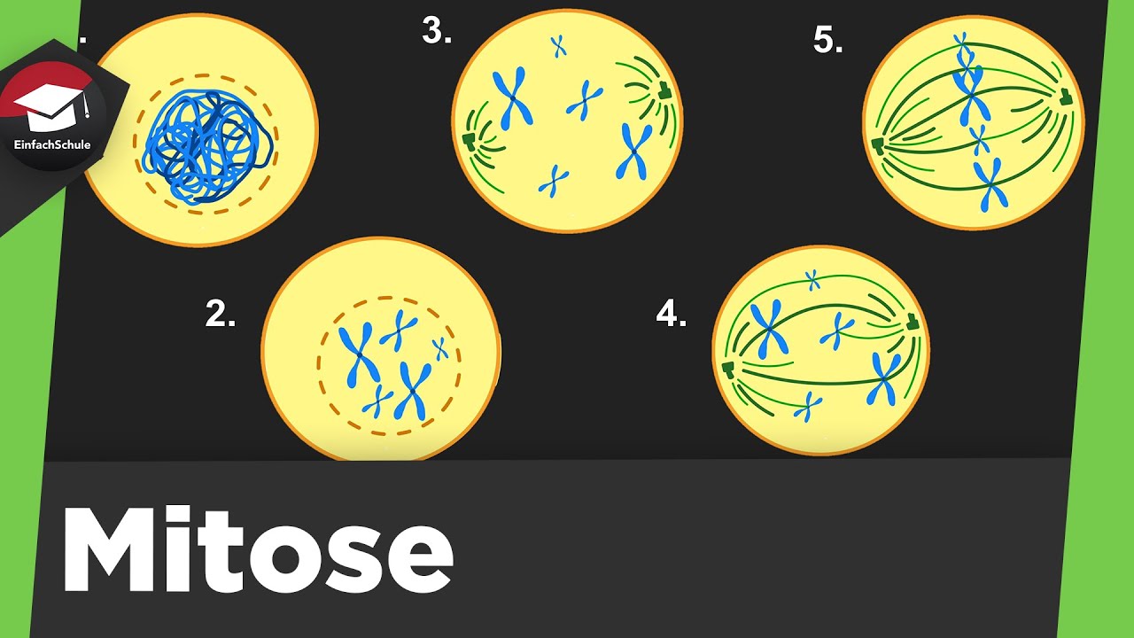 Mitose einfach erkl&auml;rt - Grundlagen, 4 Phasen der Mitose , Zytokinese - Mitose Zusammenfassung!