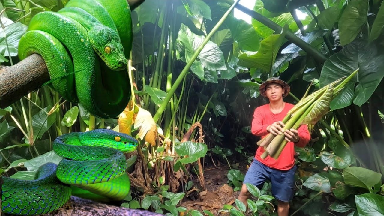 PAGKUHA NG TALBOS NG GALYAN SA GITNA NG GUBAT /GREEN NA AHAS SUNALUBONG SAAMIN