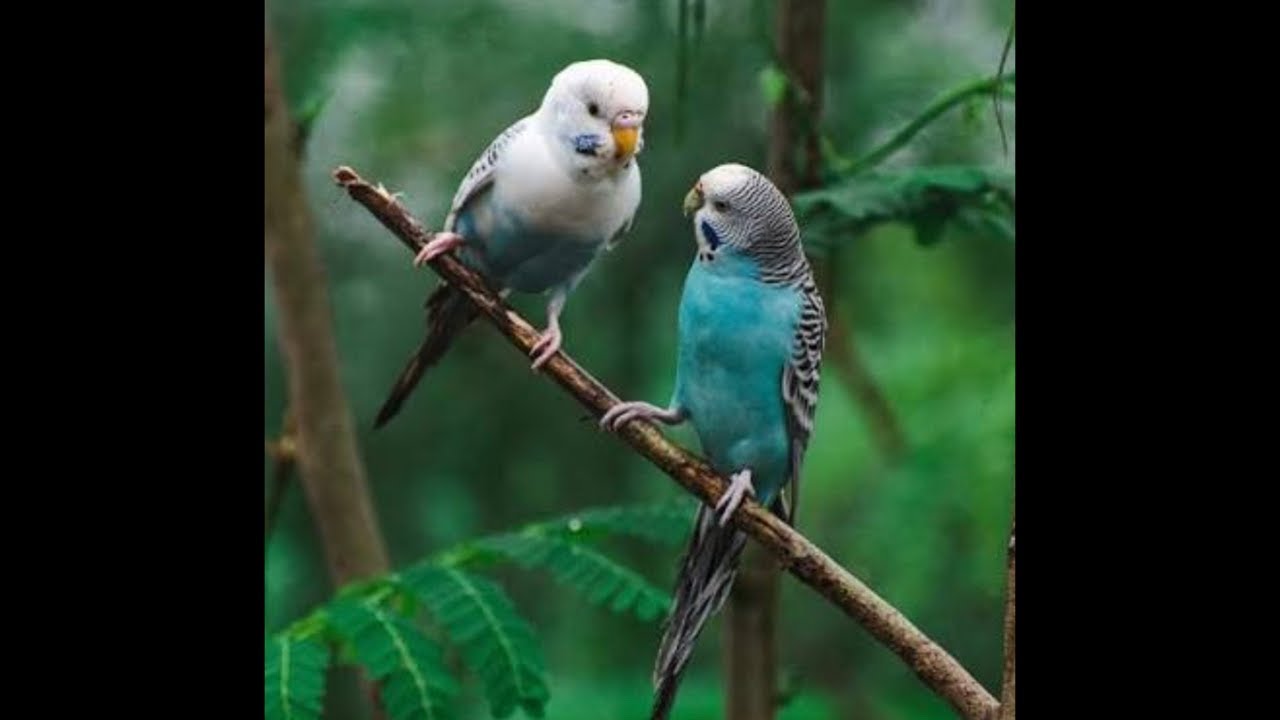 lovebirds cute video