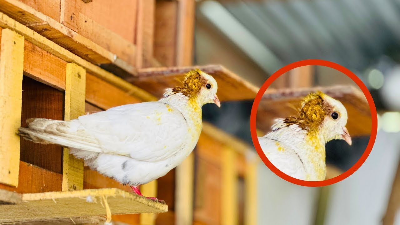 খুব কষ্ট লাগছে কবুতরের জন্য😭