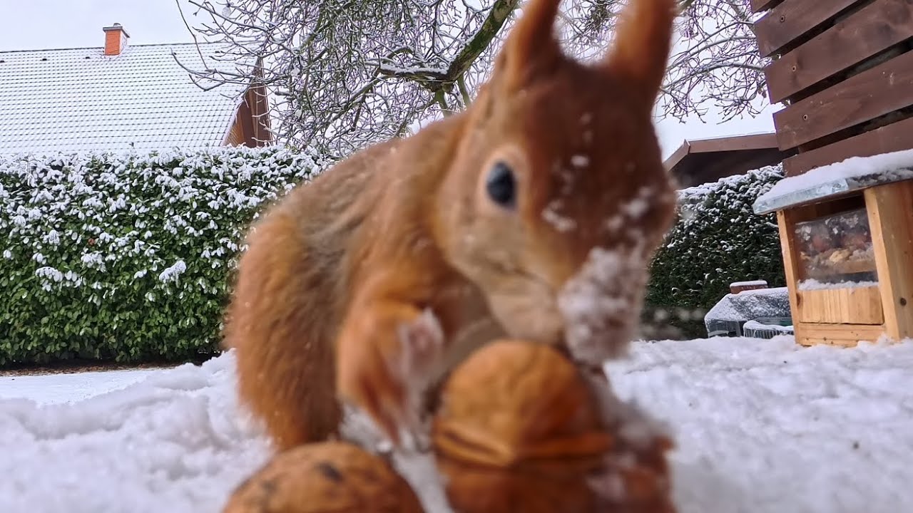 Schneehörnchen, Januar 2026 #eichhörnchen 