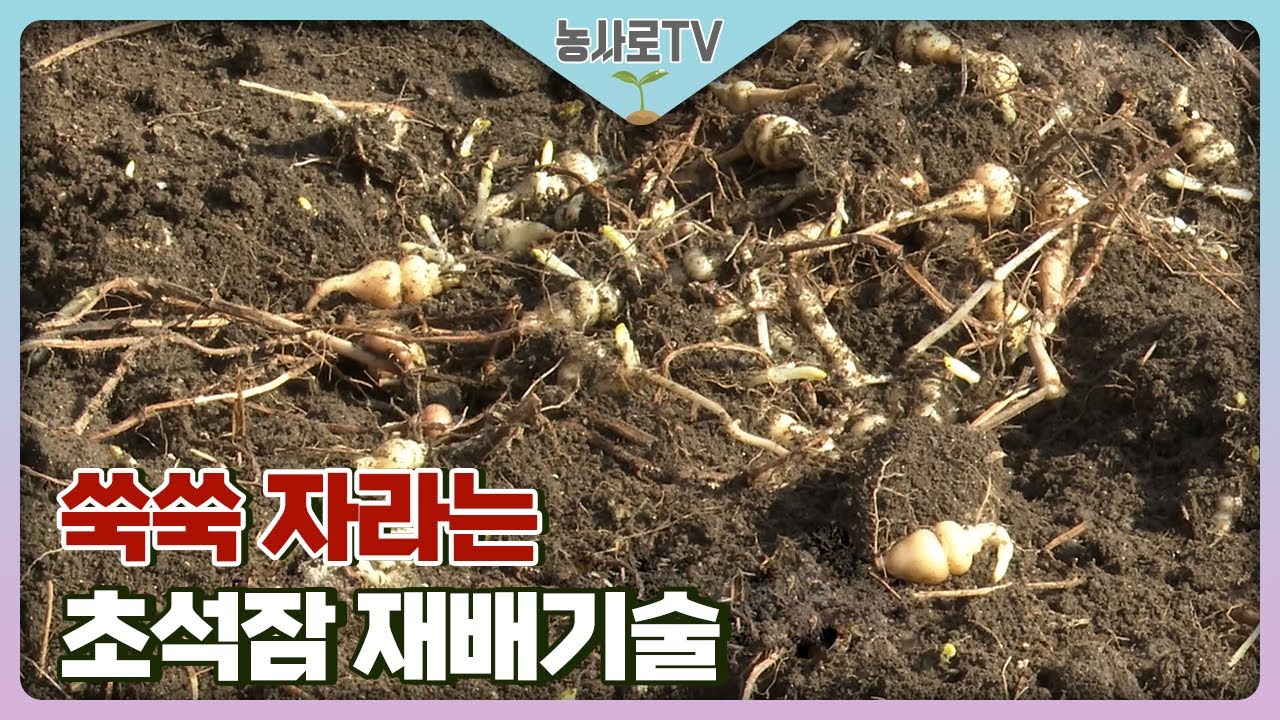 [농업기술동영상] 쑥쑥 자라는 초석잠 재배기술