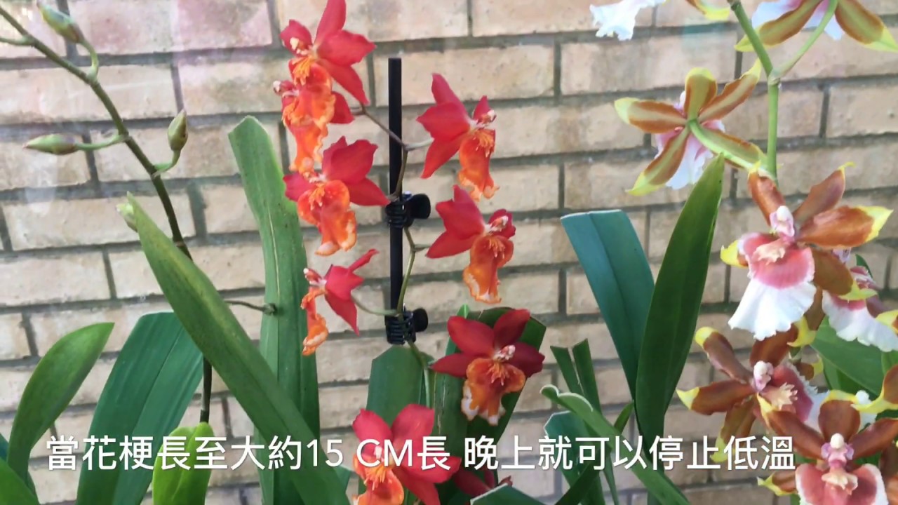 如何令蝴蝶蘭抽出花芽及開出花量多的幾個主要條件分享（16-12-2019）