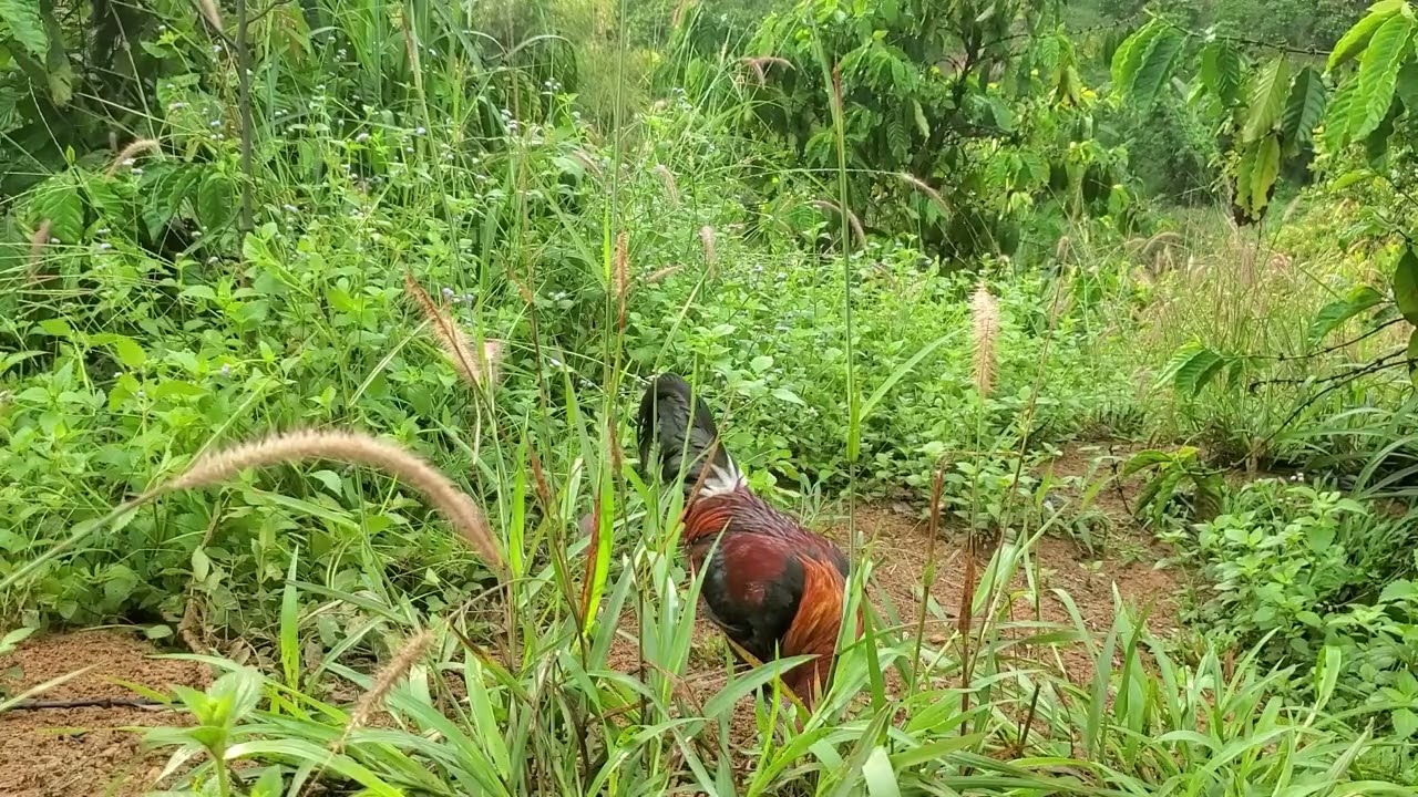 The decoy and wild chickens compete to crow at each other.  01/29/2026