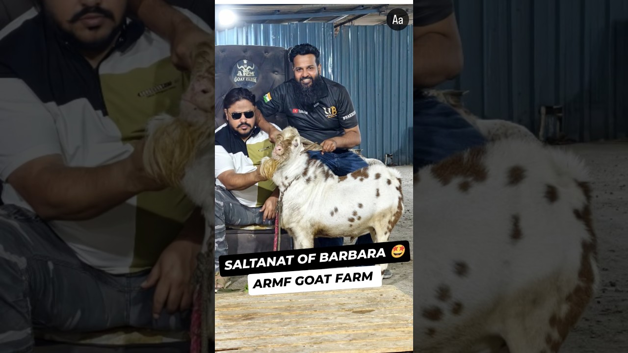SALTANAT OF BARBARA PART 1 BY ARMF GOAT FARM HAQSE BAKREBAAZ QURBANI 2026
