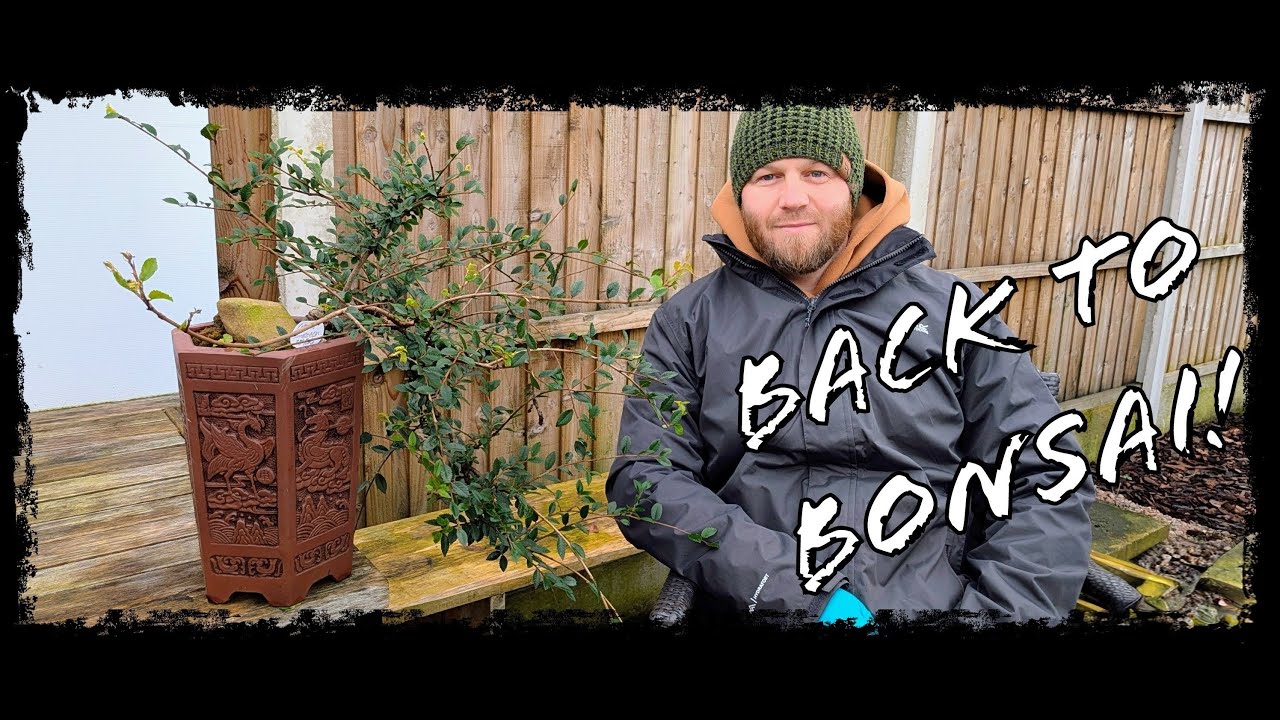 Chinese Elm Cascade Bonsai – Winter Work & Wiring Update