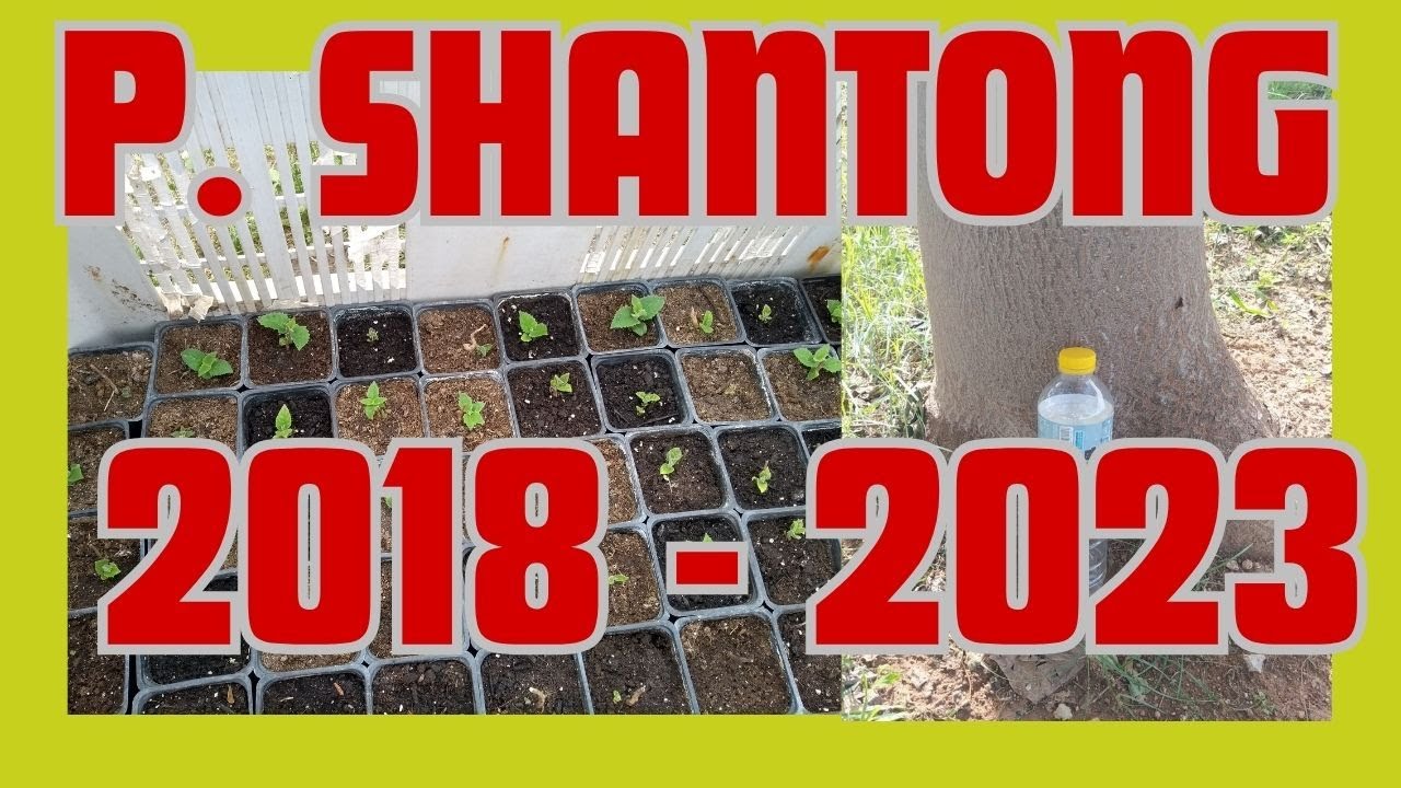 🌳 Paulownias Shantong crecimiento 2018-2023 💪