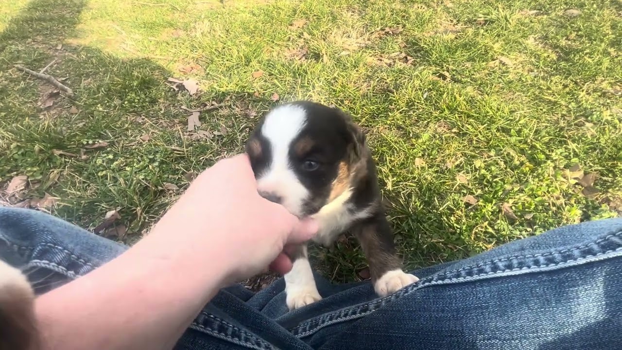 “Rowan” Hattie’s black tri male