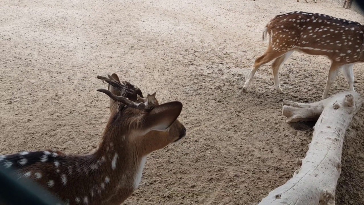 Places to visit in Kuwait- An Amazing Place: Kuwait Zoo