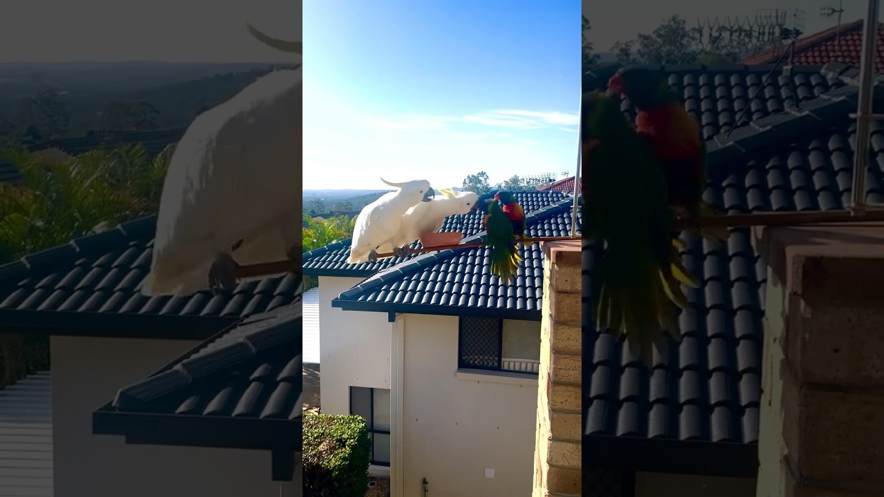 Cockatoo nd lorri fighting 🥹#cockatoo #lorry #parrot #fight #ytshorts #shorts #ytshorts #viewsplz