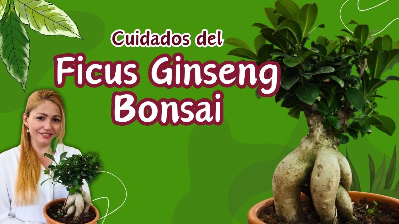 Cómo cuidar un FICUS GINSENG BONSÁI. Sus secretos al descubierto. #plantas #ficus