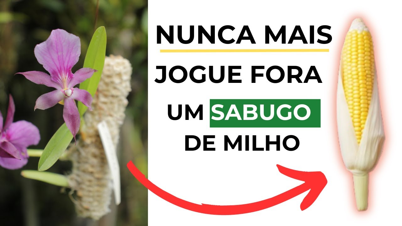 PASSO A PASSO PARA PLANTAR ORQUÍDEAS NO SABUGO DE MILHO/ MELHOR SUBSTRATO - MASUJI KAYASIMA
