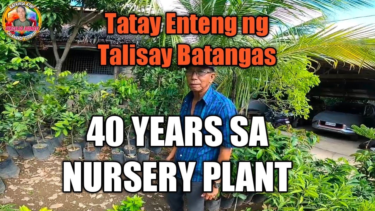 BIG SUPPLIER NG KALAMANSI AT PRUTAS GRAPTED SEEDLING SUCCESSFUL STORY