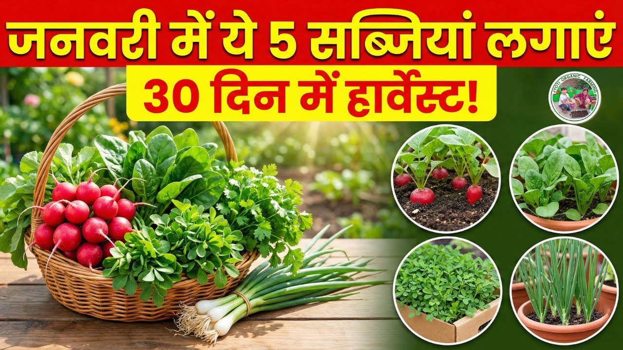 जनवरी में लगाएं ये 5 सब्जियां, 30 दिन में करें हार्वेस्ट! 🌱 Fast Growing Winter Vegetables
